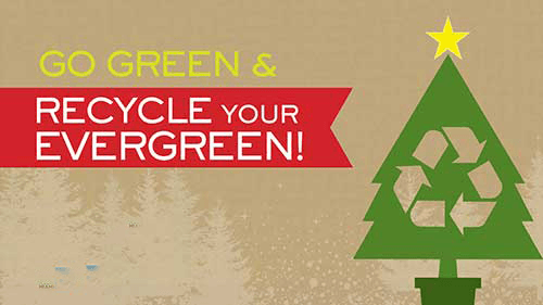 recycle-your-evergreen